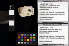 Foto (Objket + Etiketten) von Longodromites ovalis (Moericke, 1897) 